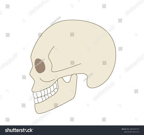 Skull Sideways Illustration Real Human Body Stock Vector Royalty Free
