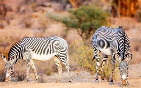 12 Days Kenya Safari Holiday Kenya Safari And Beach Holidays