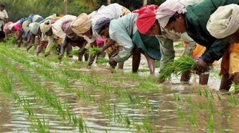 Agriculture In Kerala Kerala Agriculture