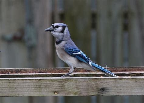 Northern Blue Jays — Kingwood Birdbrains