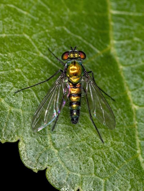 Mosca De Patas Largas Adulta De La Familia Dolichopodidae Foto Premium