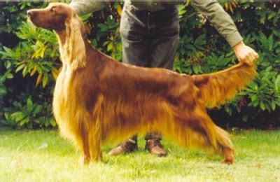 TARAGLEN Irish Setters Irish Setters Australia