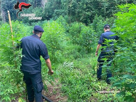 Scoperta Una Piantagione Di Cannabis 4 Arresti La Gazzetta Di Calabria