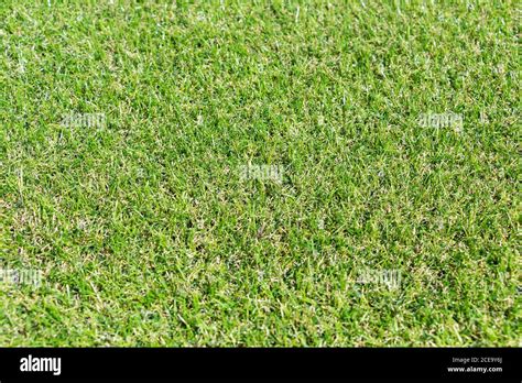 Green grass. natural background texture. Artificial is not real plastic grass Stock Photo - Alamy