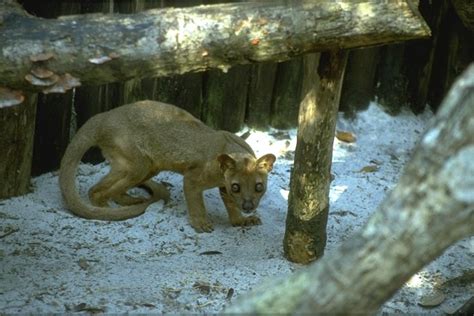 And I Think to Myself...What A Wonderful World.: Creature Feature: Fossa.