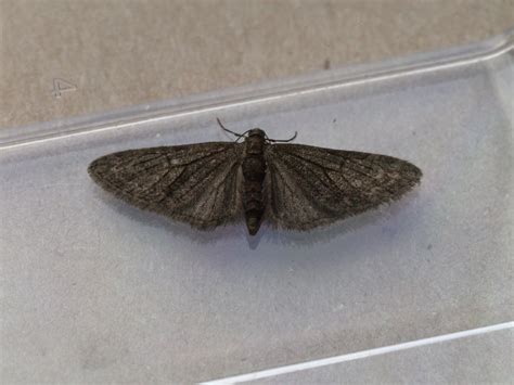 Upper Thames Moths Melanic Brindled Pug