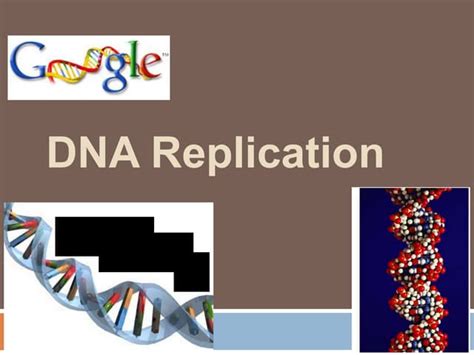 Dna Replication Ppt