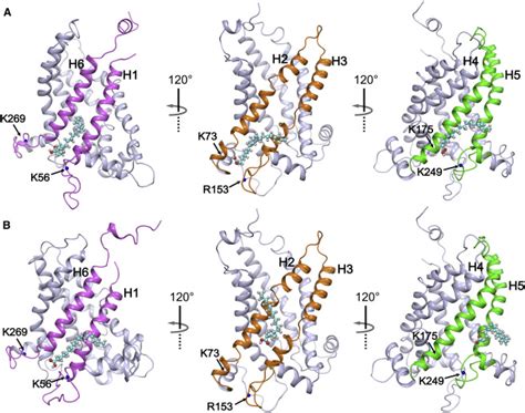 Specific Interaction Of The Human Mitochondrial Uncoupling Protein 1