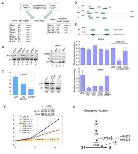 Inhibition Of Lats2 Expression By Mir 372 And Mir 373 A Rna Was Download Scientific Diagram