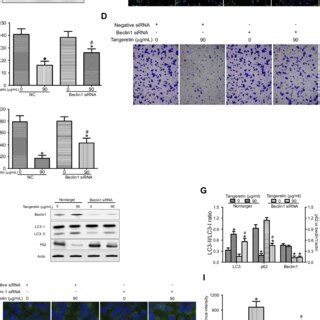 Tangeretin Induces Autophagy In HepG2 Cells Notes HepG2 Cells Were