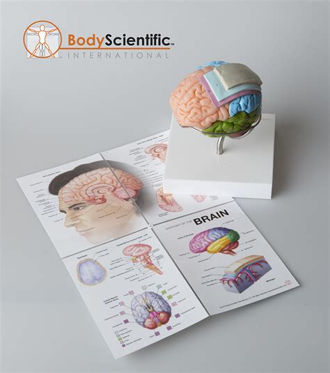 Anatomical Brain Model | Body Scientific