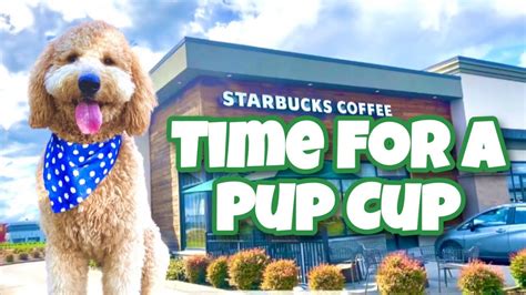 The Ultimate Guide To Pup Cups Youtube