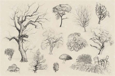 Image result for how to draw realistic bushes | Plant sketches ...