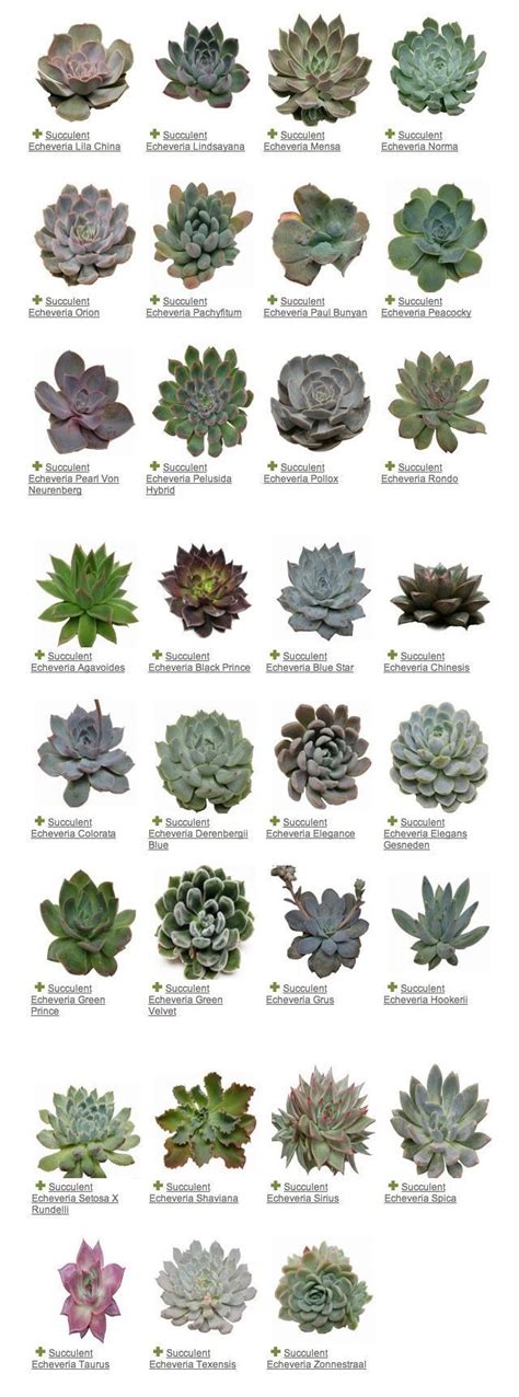 Sukkulenp Succulent Diy Ideas Ideas LithopsSukkulente Succulent