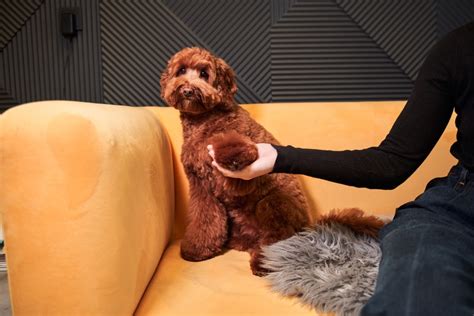 7 Common Labradoodle Health Issues to Watch Out For (Vet Answer) | Hepper