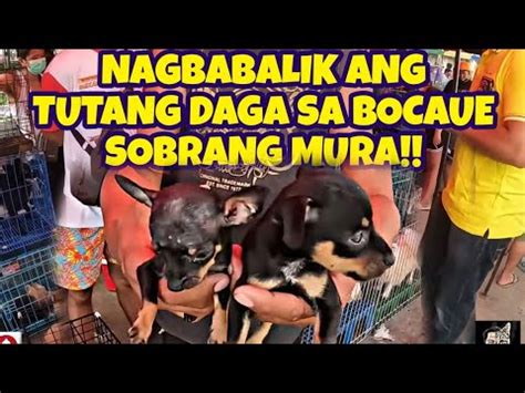 Bocaue Pet Market Update Bumaha Ng Mga Murang Aso