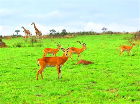 Viaggio in Uganda con World Face | Viaggi di gruppo nel Mondo