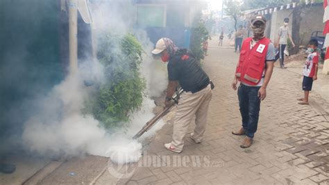 Relawan Pmi Adakan Fogging Dbd Di Cimone Foto Tribunnews