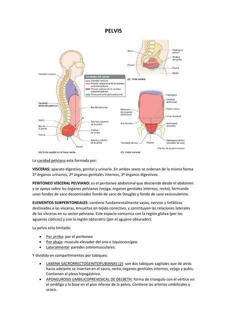 Pelvis Anto UDocz