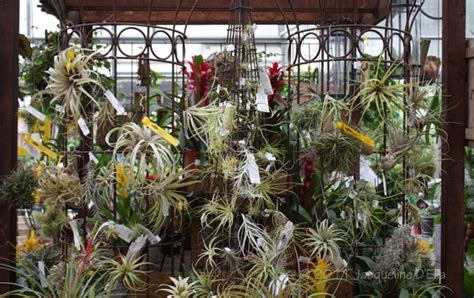 Tillandsia Creative Ideas And Tips For Growing Air Plants