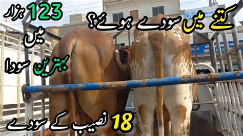 Malir Mandi Se 18 Behtreen Soday Huwe 123K Me Behtreen Soda Cow