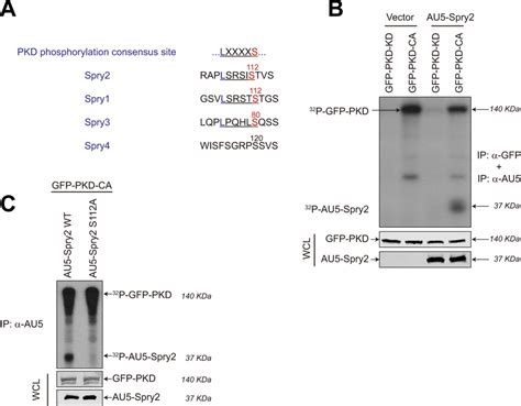 Pkd Phosphorylates Spry At Serine In Vitro And In Vivo A Pkd