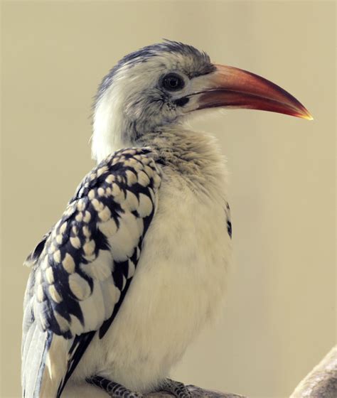 Red-billed hornbill chick | Smithsonian Institution