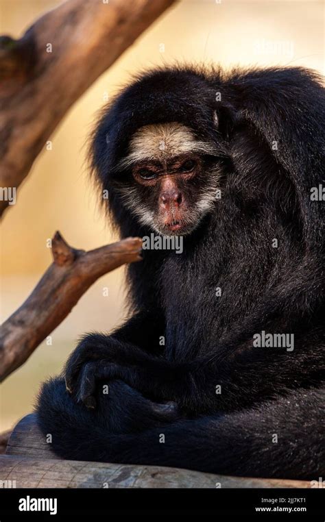 Mono Ara A Un Primate Que Tiene Una Cola Prensile Muy N En La