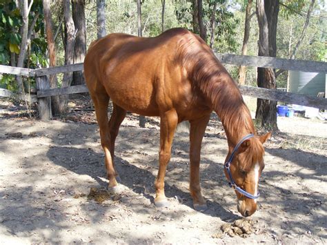 Save a Horse Australia Horse Rescue and Sanctuary: Rescue Horse of the Week ~ Buddy 2009