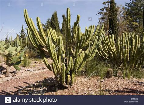 Sauce Del Desierto Consejos Para Mi Huerto