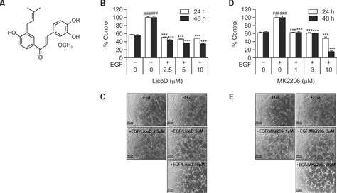 Figure From Licochalcone D Inhibits Skin Epidermal Cells