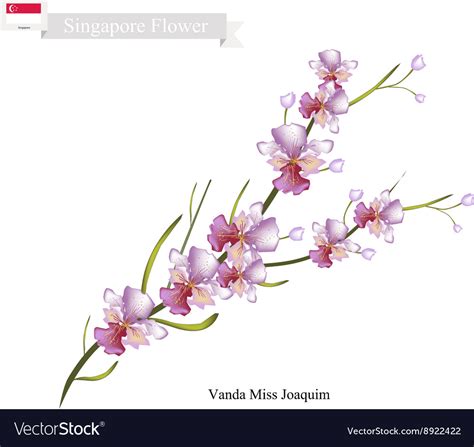 Vanda Miss Joaquim National Flower Of Singapore Vector Image