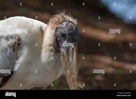 Stalk bird hi-res stock photography and images - Alamy