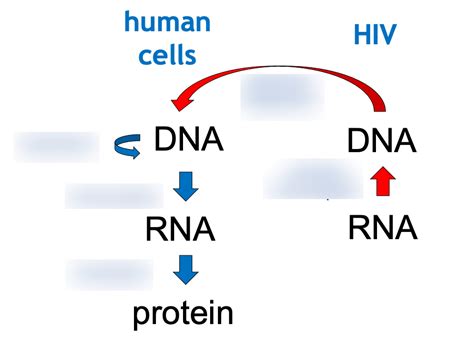 Bio A Cycle Diagram Quizlet