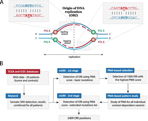 A Dna Replication In Human Cells Polymerase ε Synthesizes The Leading Download Scientific