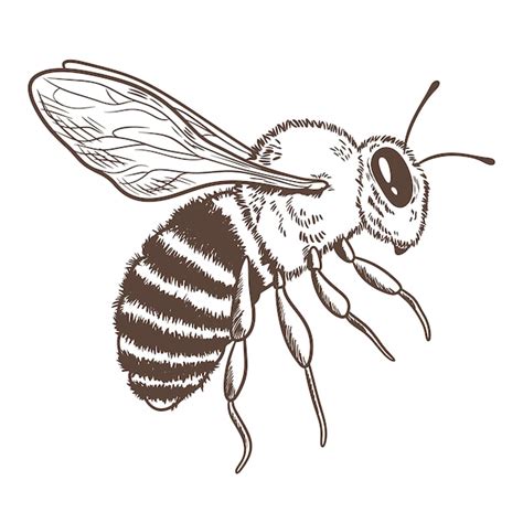 Ilustraci N De Dibujo De Abeja Dibujada A Mano Vector Gratis