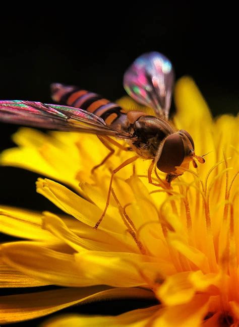 7 Tips For Incredible Insect Macro Photography On Iphone Macro