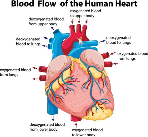 Diagram Of Blood Flow Through The Aorta Aorta Aortic Ascendi