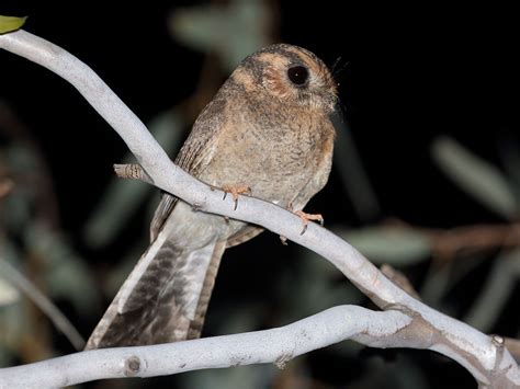 Birds of The World: Owlet-nightjars (Aegothelidae)