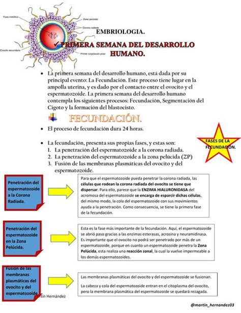 Primera Semana Del Desarrollo Humano Mart N Hern Ndez Udocz