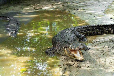 Buaya Berbahaya Di Danau Menutup Alam Taman Terbuka Foto Latar Belakang