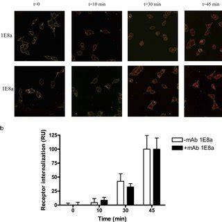 Time Course Of Agonist Induced Internalization Of MC4R HEK 293 Cells