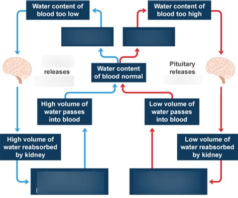 Osmoregulation And Antidiuretic Hormone Diagram Quizlet