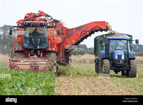 Harvesting Sugar Beet Stock Photo - Alamy