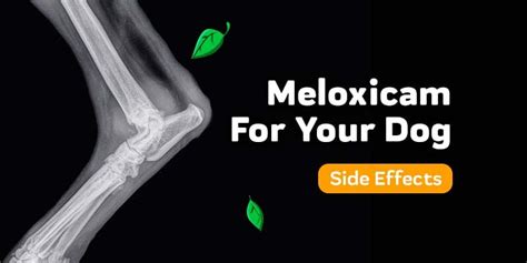 Meloxicam For Your Dog: Side Effects To Keep An Eye On – Innovet Pet