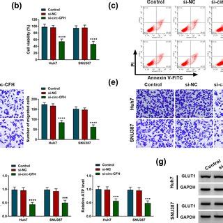 Silencing Of Circ Cfh Repressed Tumor Growth In Vivo A And B The