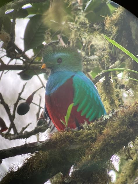 【コスタリカ】幻の鳥ケツァールを見に行くの巻 ひとり旅、ときどき日常