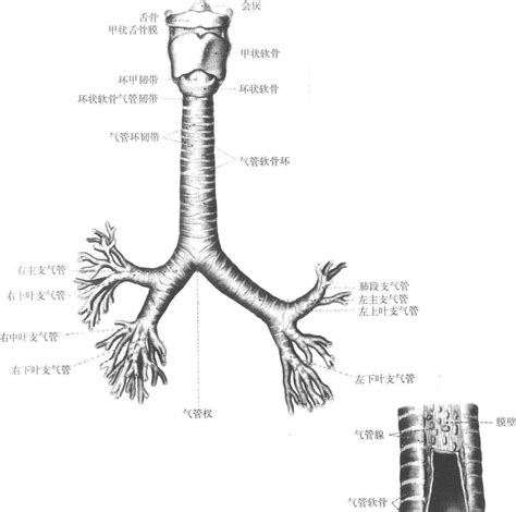 217 气管和主支气管 人体解剖学 医学