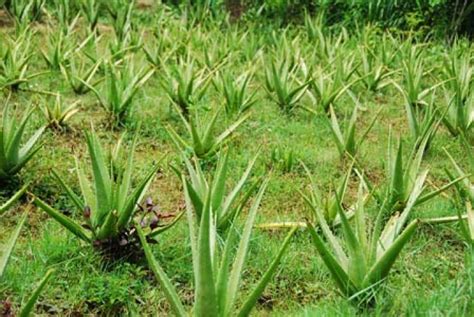 Aloe Vera