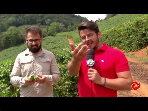 Veja O Manejo Correto Para Controle Da Ferrugem No Caf Tv Alterosa